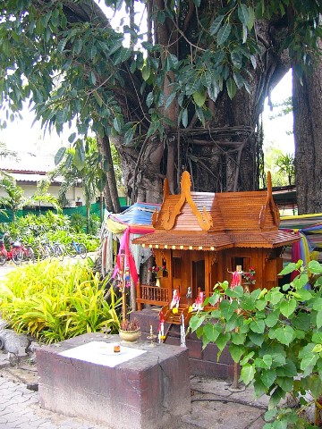 shrine and wrapped banyan